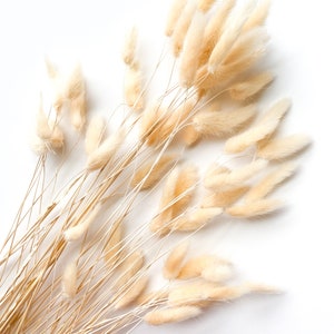 May include: A bunch of dried pampas grass with fluffy, cream-colored plumes. The stems are thin and brown, and the plumes are arranged in a loose, natural cluster.