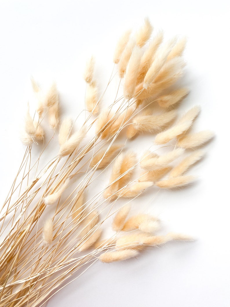 May include: A bunch of dried pampas grass with fluffy, cream-colored plumes. The stems are thin and brown, and the plumes are arranged in a loose, natural cluster.