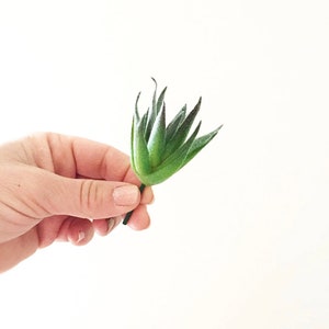 May include: A single green succulent plant with long, pointed leaves held in a hand against a white background.