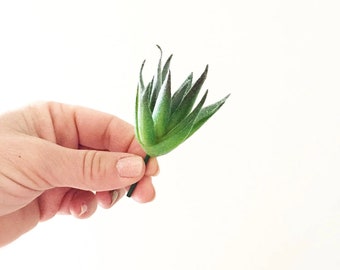 ミニ人工フロスト多肉植物（緑と紫）- フェイクプラント、エアプランツ、フェイク多肉植物、フェイク多肉植物 - 商品番号 1666