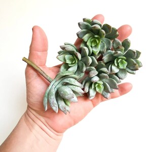 リアルタッチ多肉植物5個セット（グリーン） - 人工多肉植物、フェイク