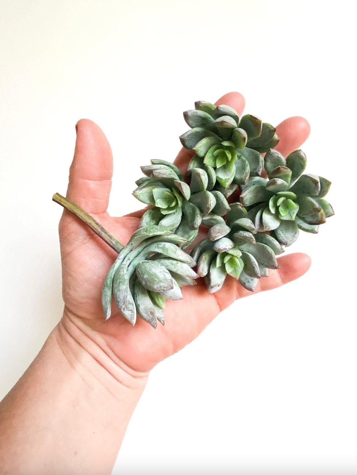 リアルタッチ多肉植物5個セット（グリーン） - 人工多肉植物、フェイク
