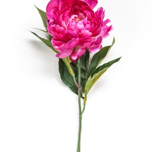 Peut inclure: Une seule fleur de pivoine rose avec des feuilles et une tige vertes. La fleur est en pleine floraison et a un aspect d&eacute;licat et pliss&eacute;.