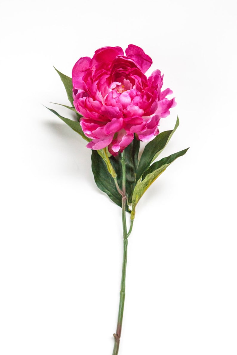 Peut inclure: Une seule fleur de pivoine rose avec des feuilles et une tige vertes. La fleur est en pleine floraison et a un aspect d&eacute;licat et pliss&eacute;.