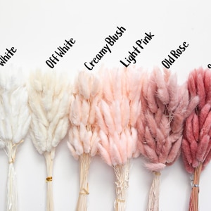 May include: Six bundles of dried pampas grass in various shades of white and pink. The bundles are labeled from left to right: White, Off White, Creamy Blush, Light Pink, Old Rose, Smokey Topaz.