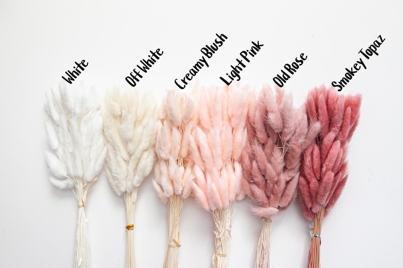 May include: Six bundles of dried pampas grass in various shades of white and pink. The bundles are labeled from left to right: White, Off White, Creamy Blush, Light Pink, Old Rose, Smokey Topaz.