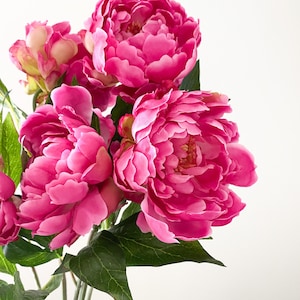 Peut inclure: Un bouquet de pivoines roses avec des feuilles vertes.