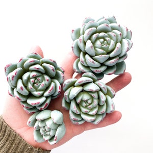 4 Artificial Succulents in Blue Gray with Red -Faux Succulents, Fake Succulents, Chicks and Hens, Echeveria -Artificial Succulent