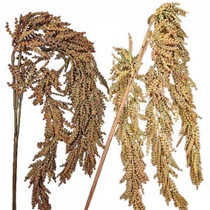 May include: Two long, dried, brown flower stems with multiple branches of small, round, brown seed pods.