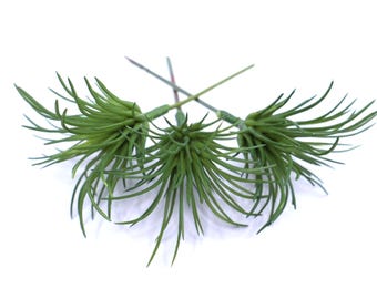 緑色の人工多肉植物エアプランツ3個セット - フェイク多肉植物 - ティランジア - 生きている植物 - 商品番号1591