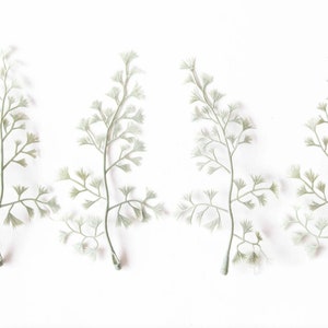 20 Maidenhair Fern Leaves in Gray Green - faux succulents, artificial succulents - ITEM 1547