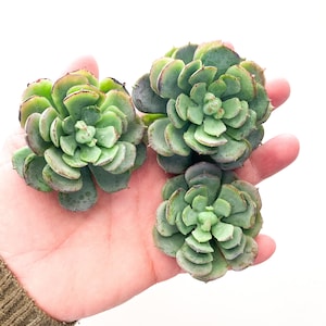 May include: Three green succulent plants with fleshy leaves in a rosette shape, held in a person's hand.