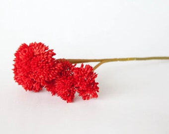 Fake Succulents - ONE Artificial Sedum Succulent Pick in Red - Succulent, Succulents, Artificial Flowers - ITEM 1589