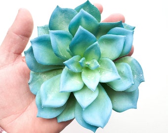 Fake Succulents - Large Bright Blue and Green Artificial Succulent Echeveria - Succulent, Succulents, Artificial Flowers - ITEM 01845