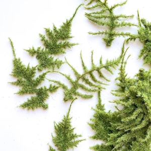 May include: Overhead view of several sprigs of green moss on a white backdrop. The moss has a textured, spiky appearance, with a vibrant green colour. The arrangement is scattered, creating a natural, organic aesthetic.