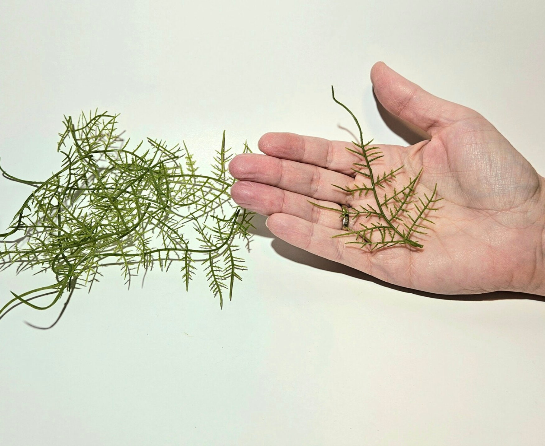 mistelzweig kaktus Rhipsalis baccifera ssp. horrida  borstig, hngend
