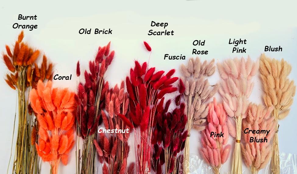 Dried Bunny Tail Grass Stems