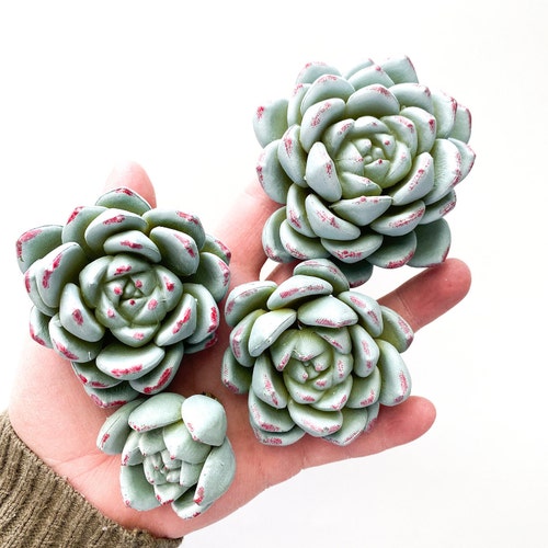 人工多肉植物ブッシュ茎 7 個セット (グリーン) - 多肉植物、多肉植物