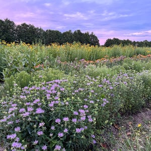 May include: A field of wildflowers in bloom, with a variety of colours including purple, yellow, and orange. The flowers are growing in rows, and the field is surrounded by trees. The sky is a light blue with some clouds.