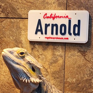 May include: A white rectangular sign with rounded corners featuring the red script text California, the large dark blue text Arnold, and the small red text reptiwarehouse.com, positioned above a bearded dragon with grey and yellow scales.