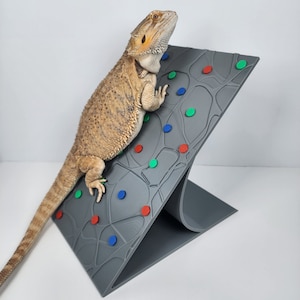 Bearded Dragon Basking Platform: Reptile Rock Climbing Wall