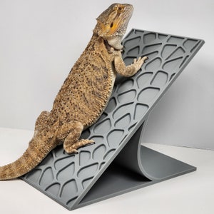 May include: A gray reptile ramp with a textured surface. A brown bearded dragon lizard is climbing the ramp.