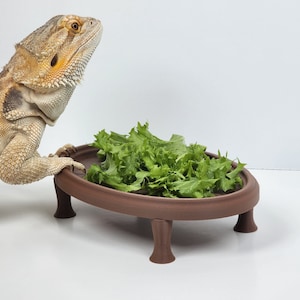 Bearded Dragon Oval Coffee Table Greens Dish | Reptile decoration | Beardie accessories