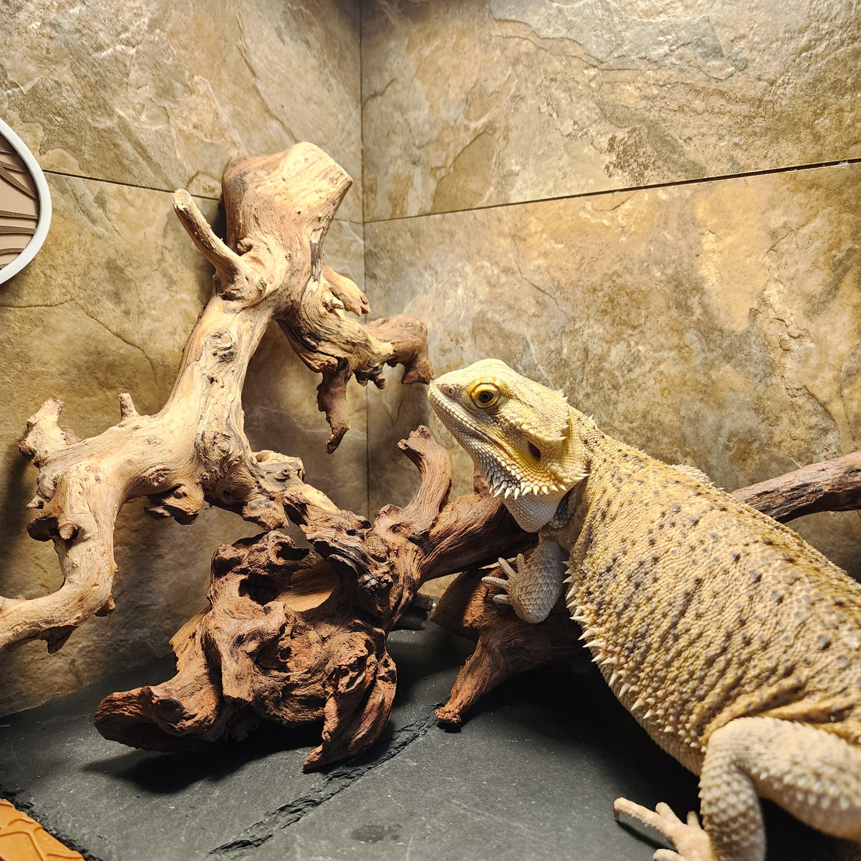 Reptile Mopani Driftwood | Bearded Dragon Wood Decoration - Etsy