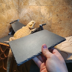 May include: A bearded dragon lizard rests on a small, black, textured platform. A rectangular, dark gray slate is held in the foreground. The lizard is light brown with yellow and tan markings. The background is a textured, light brown wall.