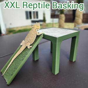 May include: A green reptile basking platform with a textured ramp and a square top. A bearded dragon is on the ramp. The text "XXL Reptile Basking" is in green letters at the top of the image.