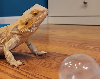 May include: A bearded dragon lizard with a light tan and yellow coloration, looking towards a clear plastic ball. The text "THE BUBBLE" is displayed in white block letters above the lizard. The lizard is on a wooden floor.