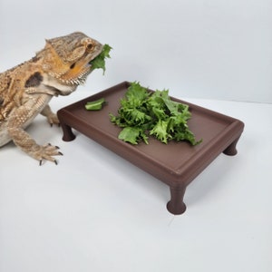 Bearded Dragon Coffee Table Greens Dish | Reptile decoration | Beardie accessories