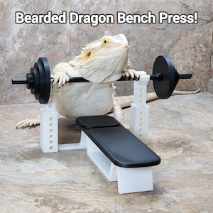 May include: A white bearded dragon is lifting weights on a white bench press with black weights. The text "Bearded Dragon Bench Press!" is at the top of the image.