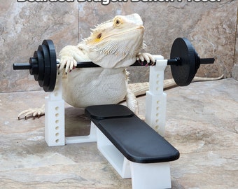 May include: A white bearded dragon is lifting weights on a white bench press with black weights. The text "Bearded Dragon Bench Press!" is at the top of the image.