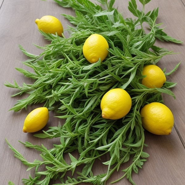 Organic Lemon Verbena Cut and Sifted