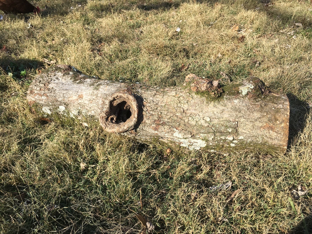 Real Hollow Log With Side Opening and Moss - Etsy