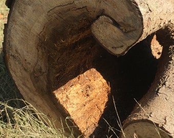 Hollow log with eliptical openings