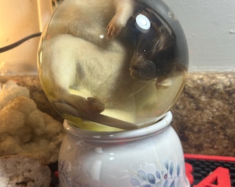 May include: A clear, spherical resin paperweight containing a preserved animal. The paperweight rests on a white ceramic base decorated with blue floral patterns. The animal is light brown and black.