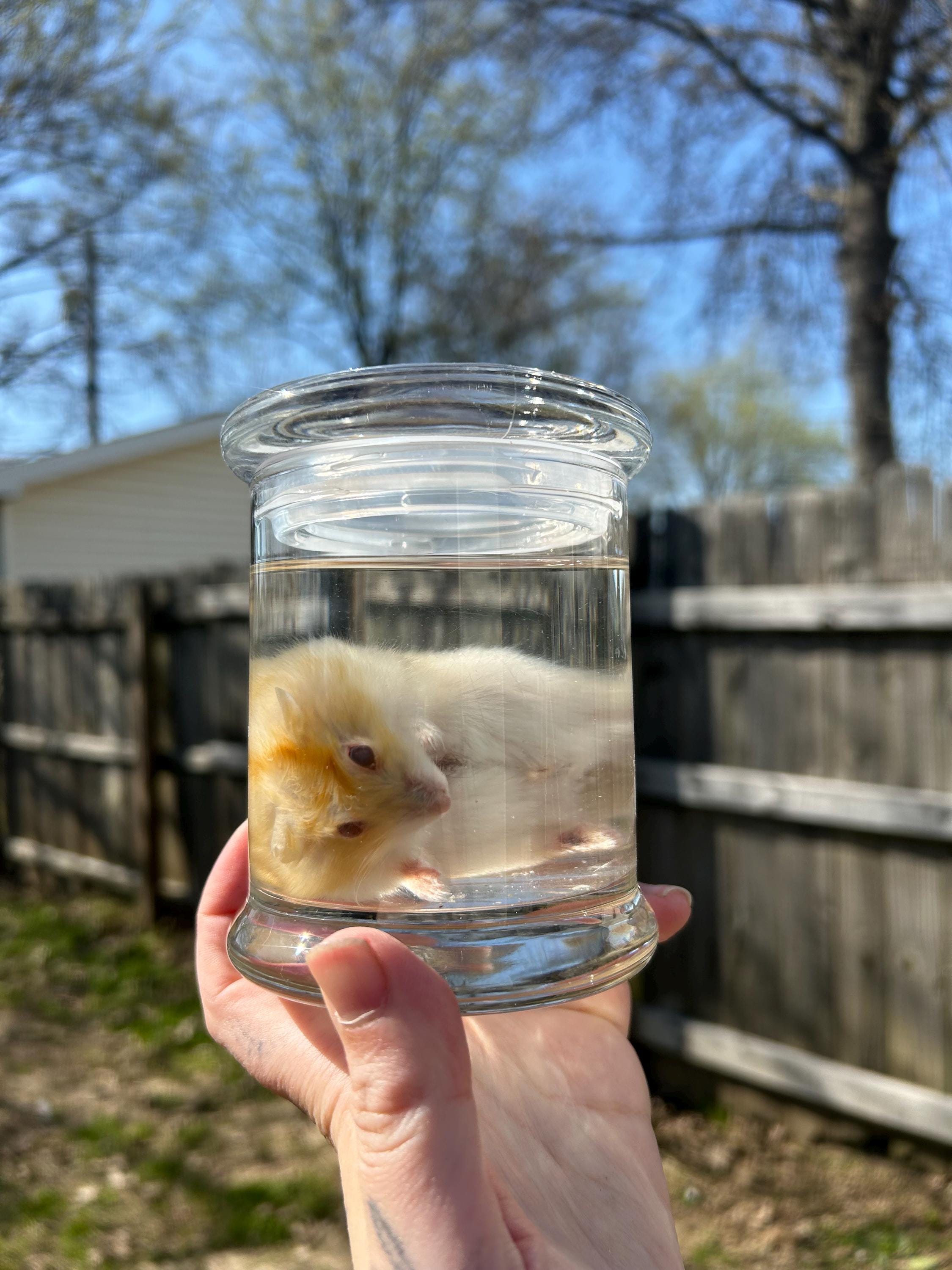 Fancy russian hamster wet specimen in glass apothecary jar<3