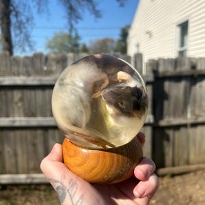 Two Fancy Rat wet specimens in glass globe on wooden base&lt;3