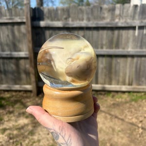 Fancy Rat wet specimen in glass globe on wooden base&lt;3
