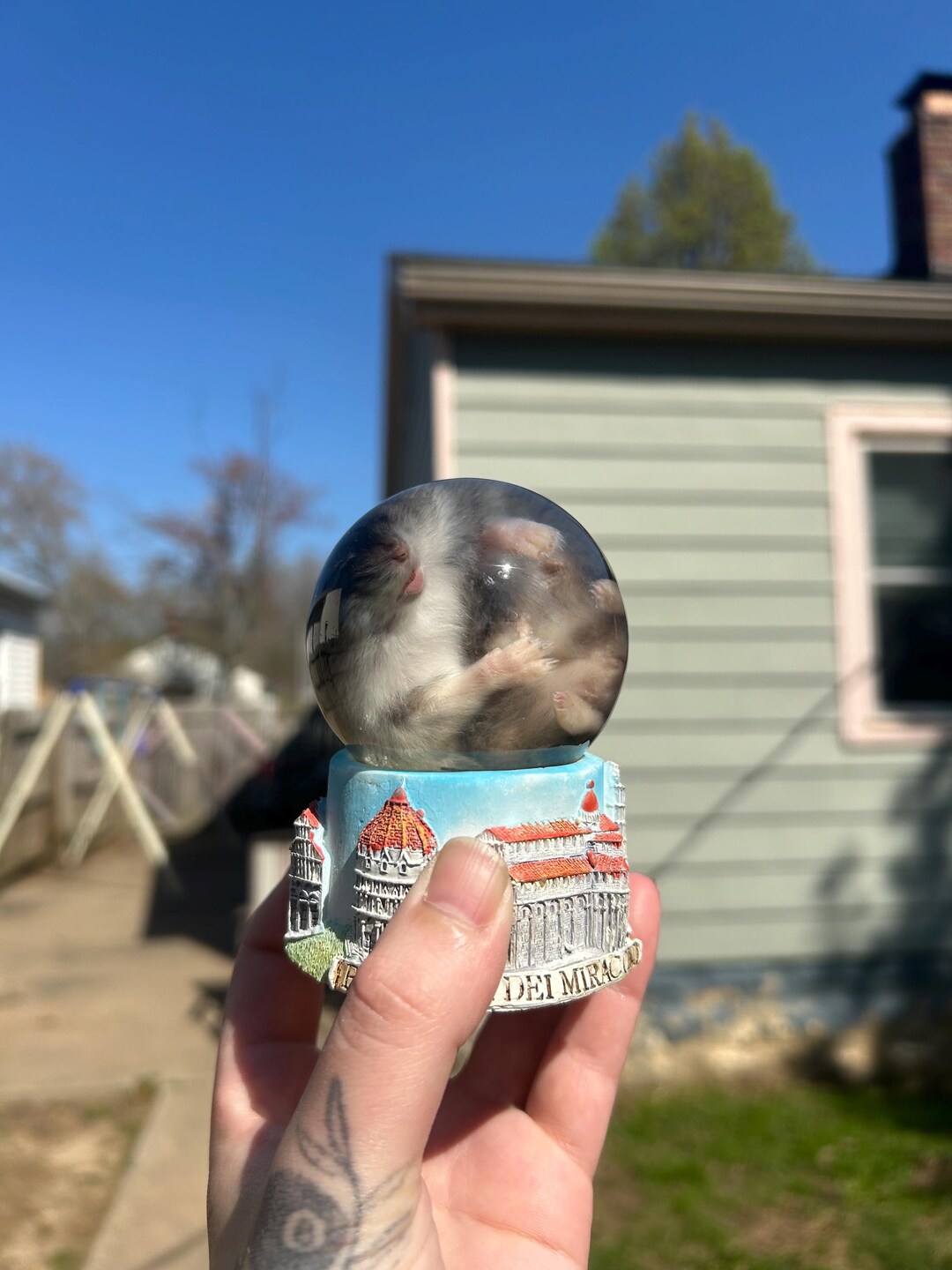 Russian Hamster Wet Specimen in Glass Globe on Decorative Base