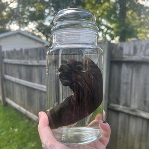 Beaver foot wet specimen