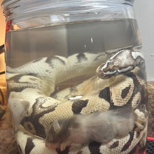 May include: A ball python in a clear glass jar with a lid. The snake has a tan and brown pattern. A small gray mouse is resting on the snake. The jar is filled with water.