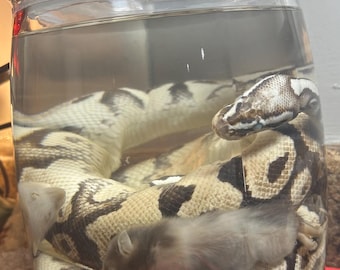 Ball python with rat pup wt specimens