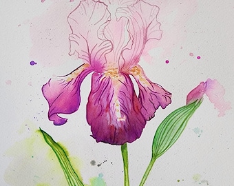 Loose Iris Aquarellmalerei