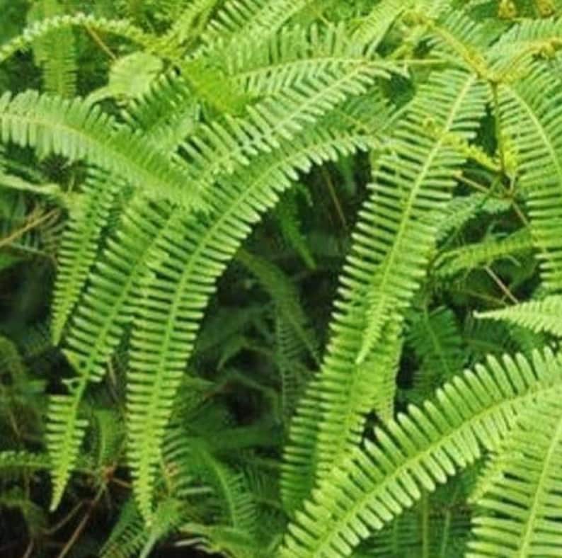May include: A close-up of a lush green fern plant with long, feathery fronds.