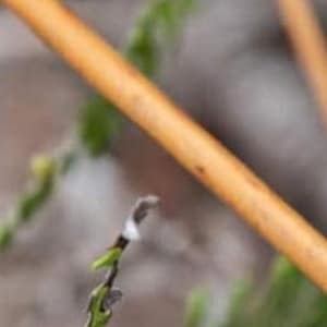 May include: Close-up of a thin, light brown branch with a blurred background of green foliage.