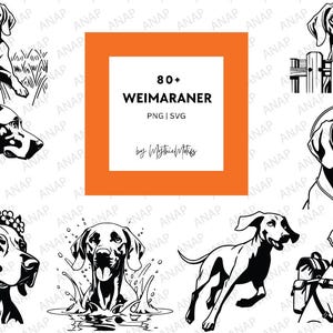 80+ Weimaraner-hondenbundel Hoge kwaliteit SVG PNG 300 DPI printables transparante achtergrond prachtige decoratie