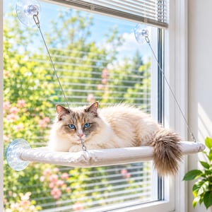 May include: A beige rectangular cat window perch suspended by four thin metal cables attached to clear suction cups on a glass window. A long-haired cat with cream and brown fur and bright blue eyes is resting on the padded fabric platform.